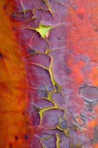 The orange-red bark of a Madrone evergreen tree